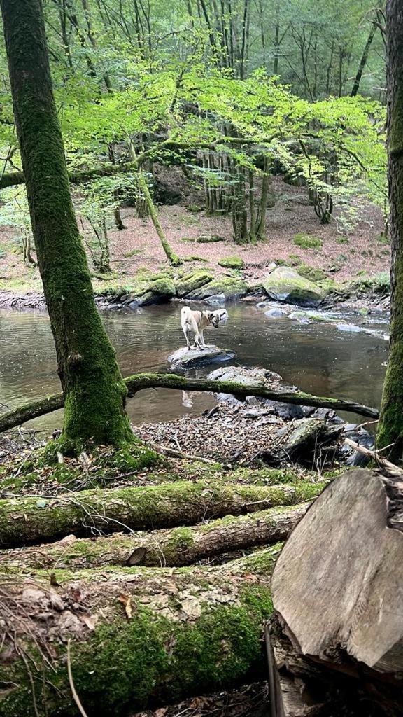 La Maison Attila En Ardennes Libin Εξωτερικό φωτογραφία